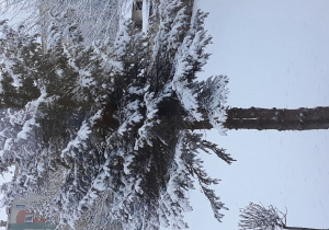 drzewo pokryte śniegiem