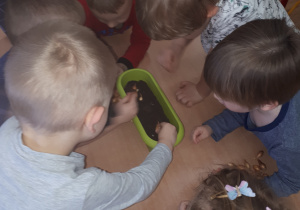 Grupa dzieci sadzi cebulki do doniczki z ziemią.