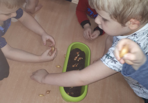 Dzieci przy stoliku oglądają cebulki i sadzą je do doniczki.