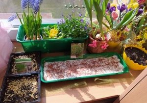 Wiosenny ogródek na parapecie - stworzony przez dzieci