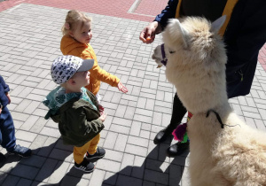 Biała alpaka patrzy na dzieci