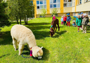 Przedszkolaki przyglądają się jak alpaki zjadają trawkę.