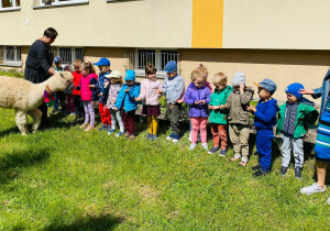 Grupa dzieci wraz z nauczycielką czekają by dać alpace marchewkę.