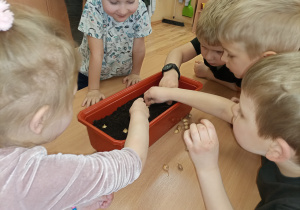 Dzieci sadzą cebulki do doniczki.