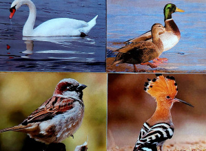 Obchody Międzynarodowego Dnia Ptaków-wycieczka do Nadleśnictwa w Kolumnie grupa III