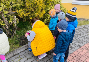 Dzieci z Panią Karolinką sadzą cebulki kwiatów na dziedzińcu.