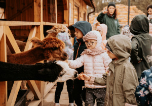 Dzeici karmią alpaki