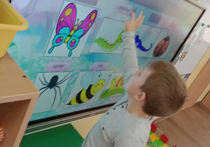 utrwalamy nazewnictwo owadów