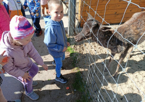 Zdjęcie 11 na 58