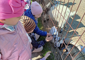 Zdjęcie 14 na 58