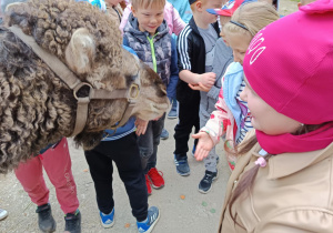 Zdjęcie 15 na 82