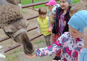 Zdjęcie 42 na 82