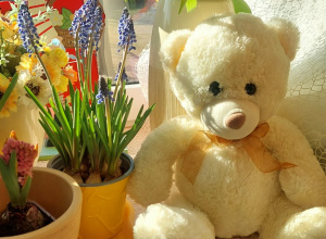 Zakładamy wiosenne hodowle w kąciku przyrody gr I